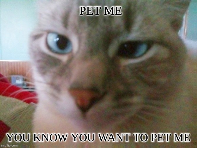 "Mocha" photo credit: Imgflip-PaleoGoji | PET ME; YOU KNOW YOU WANT TO PET ME | image tagged in cat,cute cat,kitty,beautiful,pet me,i want you | made w/ Imgflip meme maker