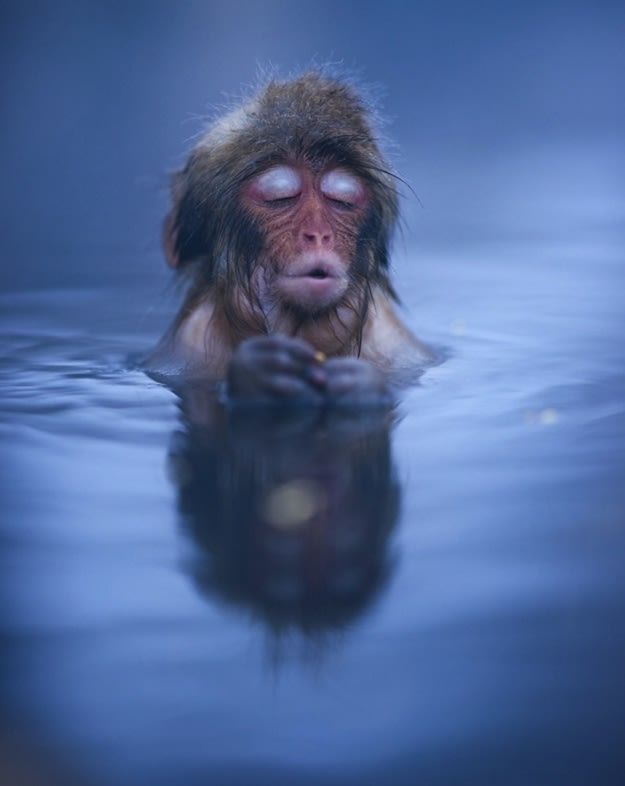High Quality Zen Snow Monkey in Water Blank Meme Template