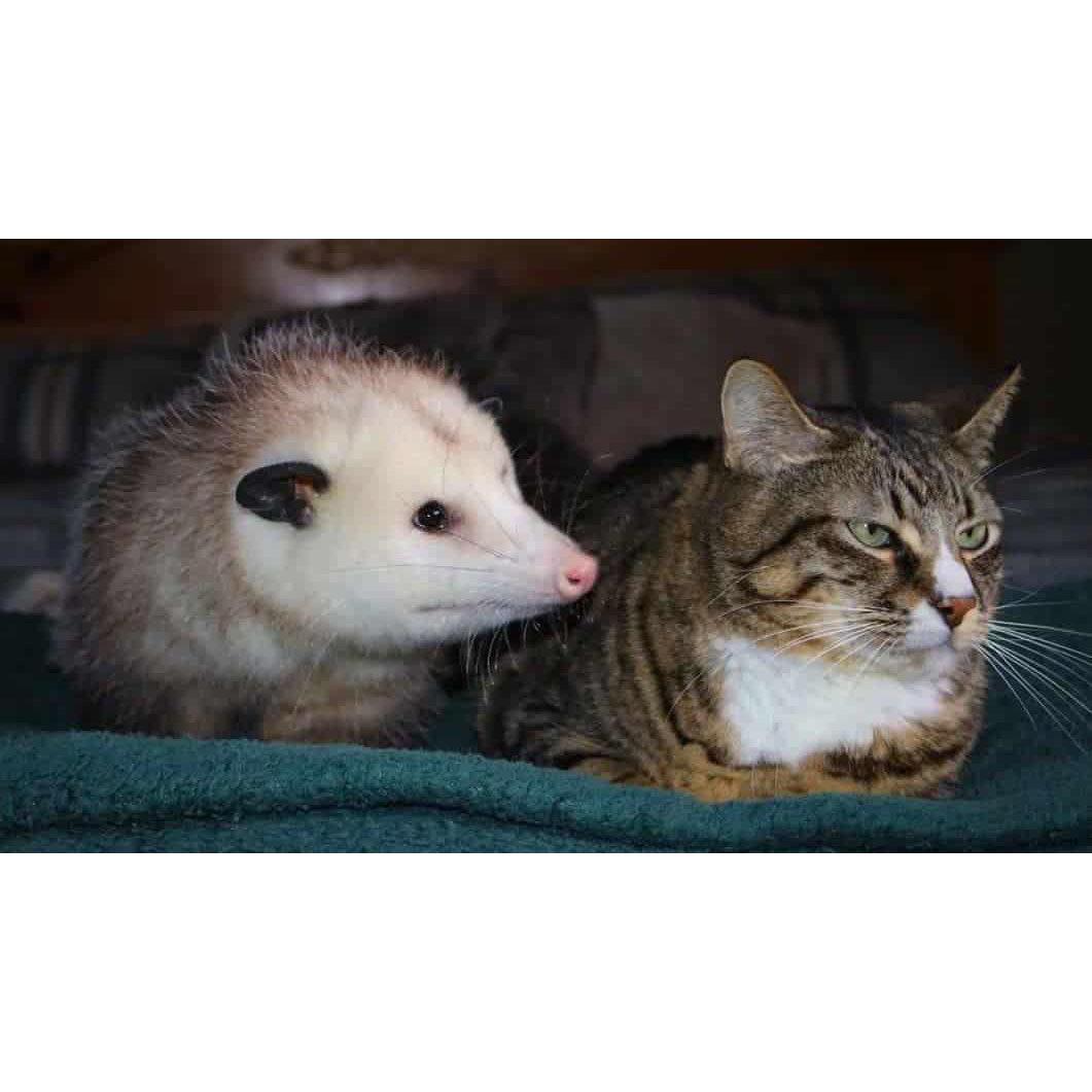 Possum Kat Blank Meme Template