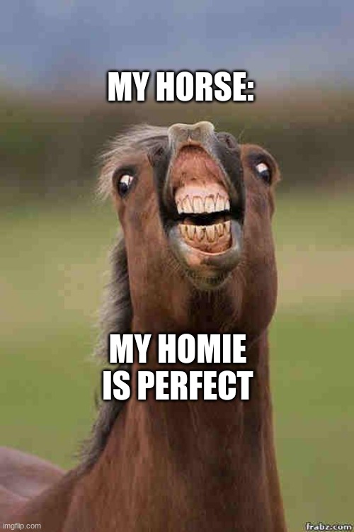 My horse | MY HORSE:; MY HOMIE IS PERFECT | image tagged in horse face | made w/ Imgflip meme maker