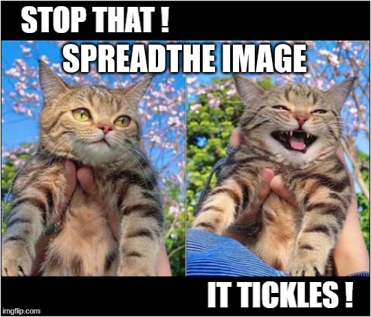 Handel cat | SPREADTHE IMAGE | image tagged in handel cat | made w/ Imgflip meme maker