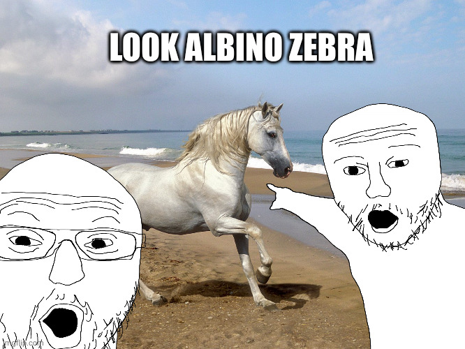 white horse beach | LOOK ALBINO ZEBRA | image tagged in white horse beach | made w/ Imgflip meme maker