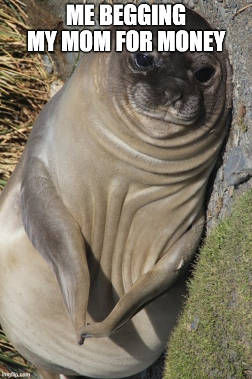 Seal meme1 | ME BEGGING MY MOM FOR MONEY | image tagged in funny | made w/ Imgflip meme maker