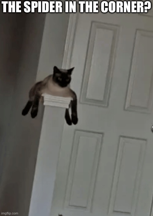 Spider cat | THE SPIDER IN THE CORNER? | image tagged in spider,cat | made w/ Imgflip meme maker