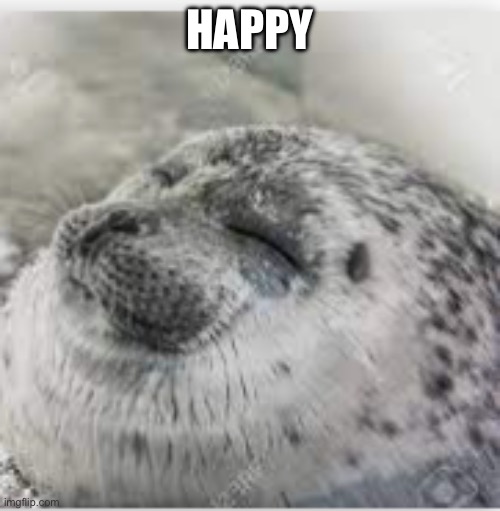 Happy seal | HAPPY | image tagged in happy seal | made w/ Imgflip meme maker