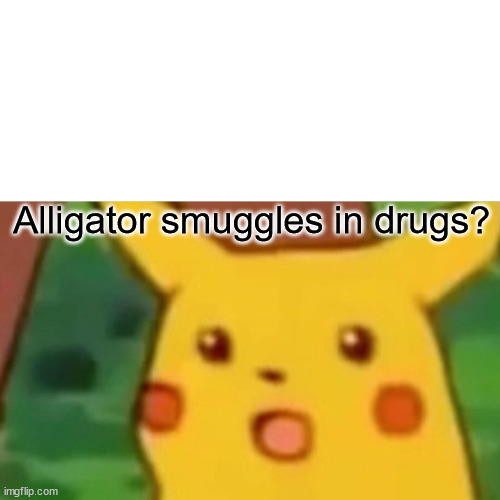 Surprised Pikachu Meme | Alligator smuggles in drugs? | image tagged in memes,surprised pikachu | made w/ Imgflip meme maker