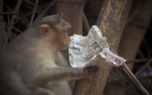 Monkey Holding Paper Blank Meme Template