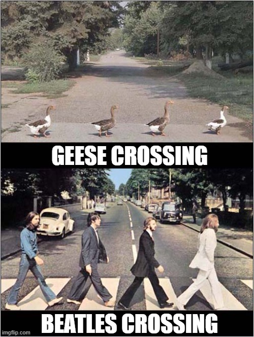 Who Did It Better ? | GEESE CROSSING; BEATLES CROSSING | image tagged in crossing,geese,beatles | made w/ Imgflip meme maker