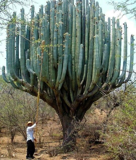 Organ Pipe Cactus Blank Meme Template