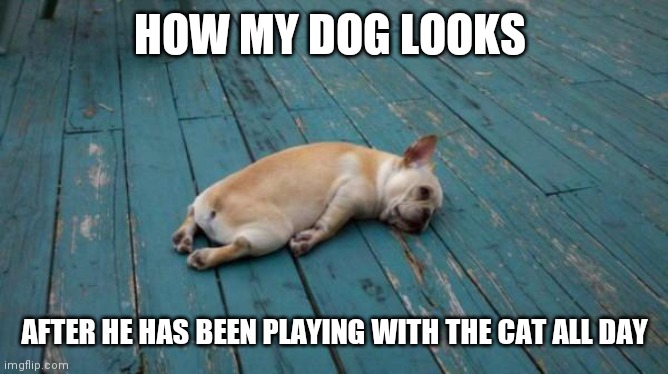 Dog sleeping | HOW MY DOG LOOKS; AFTER HE HAS BEEN PLAYING WITH THE CAT ALL DAY | image tagged in tired dog,funny memes | made w/ Imgflip meme maker