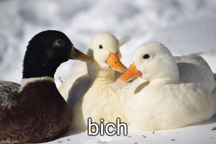bich | bich | image tagged in bich | made w/ Imgflip meme maker