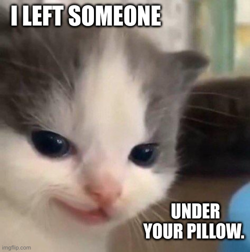 Hunter kitten loves human | I LEFT SOMEONE; UNDER YOUR PILLOW. | image tagged in evil cat,memes,hunter,special gift,smiling cat,surprise | made w/ Imgflip meme maker