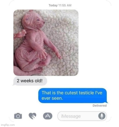 Testicle | image tagged in memes,funny,shitpost,messages | made w/ Imgflip meme maker