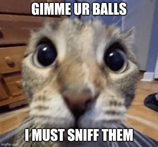 Sniffing your balls | GIMME UR BALLS; I MUST SNIFF THEM | image tagged in holy moly | made w/ Imgflip meme maker