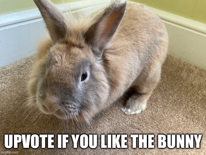 UPVOTE IF YOU LIKE THE BUNNY | image tagged in msmg | made w/ Imgflip meme maker