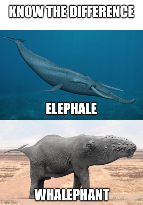 KNOW THE DIFFERENCE ELEPHALE WHALEPHANT | image tagged in blank white template | made w/ Imgflip meme maker