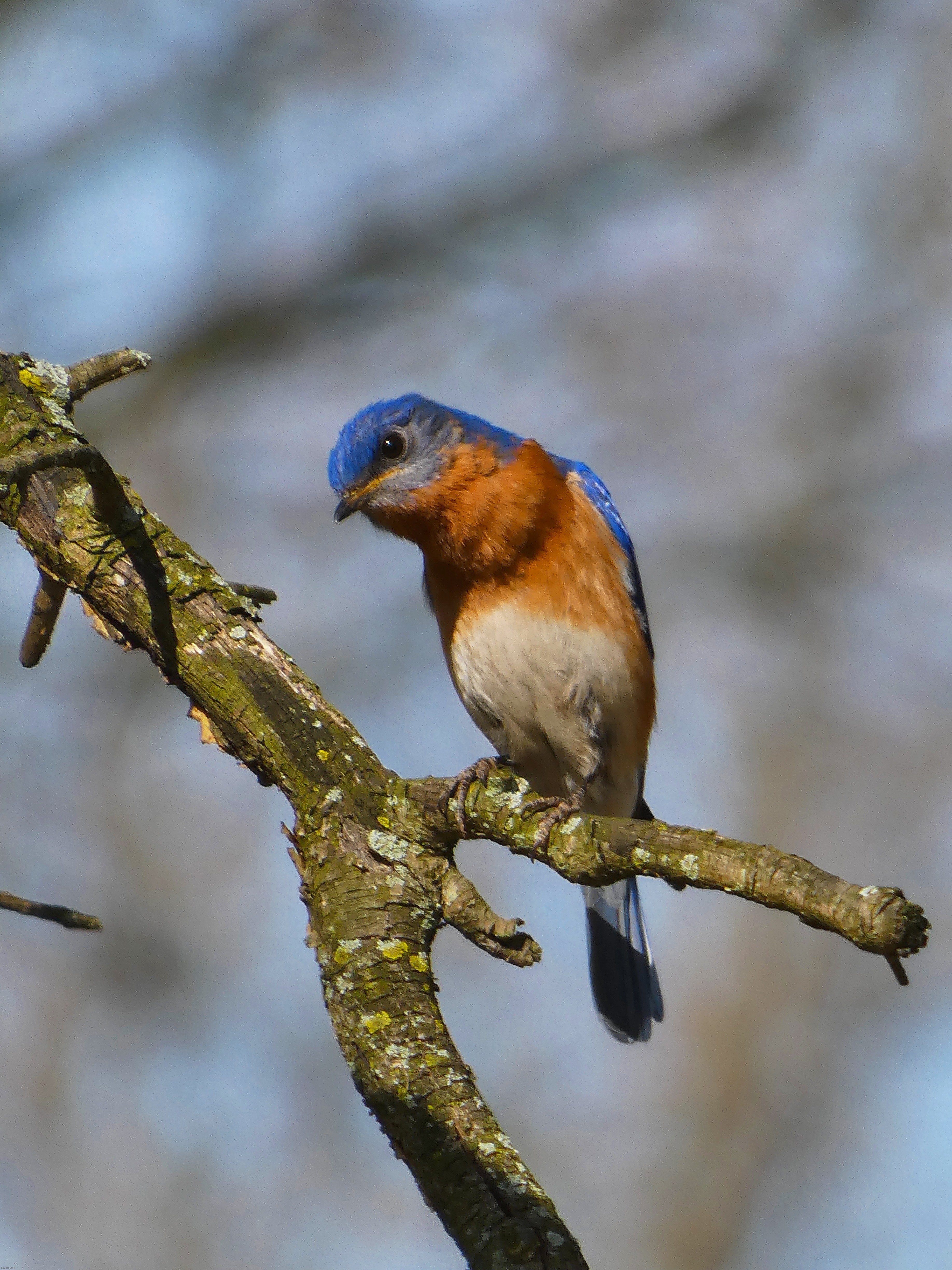 I finally got a beautiful Eastern Bluebird photo! Also, should I start  explaining fishing gear again? I would love to! | image tagged in share your own photos,photography,nature photography,bluebird,birds | made w/ Imgflip meme maker