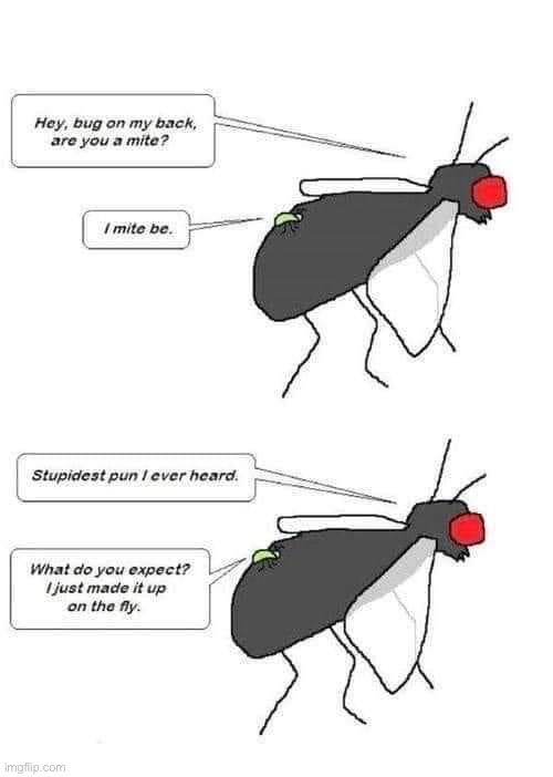 Mite be fly | image tagged in fly,bad pun,dad joke | made w/ Imgflip meme maker