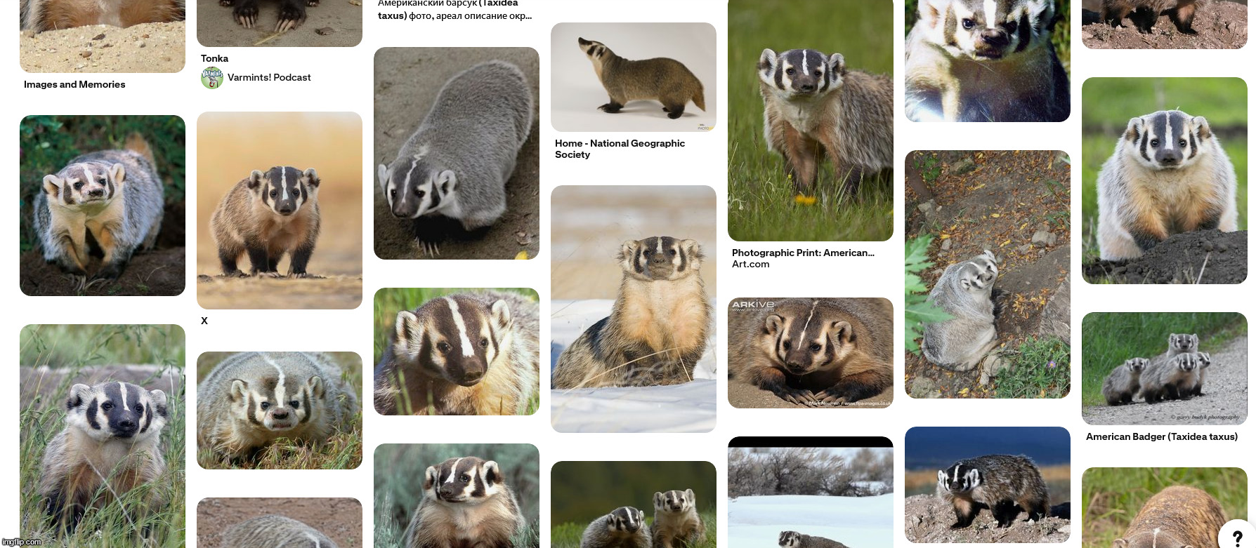 i love american badger so much | made w/ Imgflip meme maker