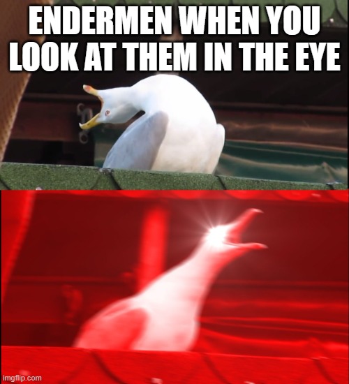 Endermen | ENDERMEN WHEN YOU LOOK AT THEM IN THE EYE | image tagged in screaming bird | made w/ Imgflip meme maker