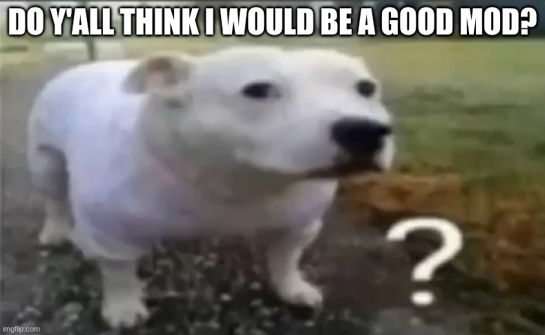 ? | DO Y'ALL THINK I WOULD BE A GOOD MOD? | made w/ Imgflip meme maker