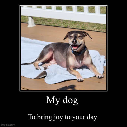 My dog | To bring joy to your day | image tagged in funny,demotivationals | made w/ Imgflip demotivational maker