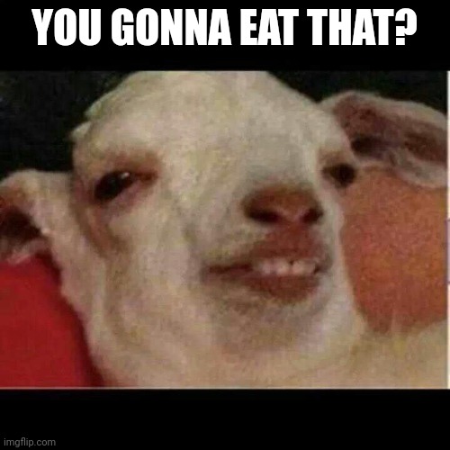 Probably not original. | YOU GONNA EAT THAT? | image tagged in goat | made w/ Imgflip meme maker