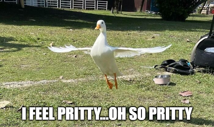 Duck Pose | I FEEL PRITTY...OH SO PRITTY | image tagged in ducks | made w/ Imgflip meme maker