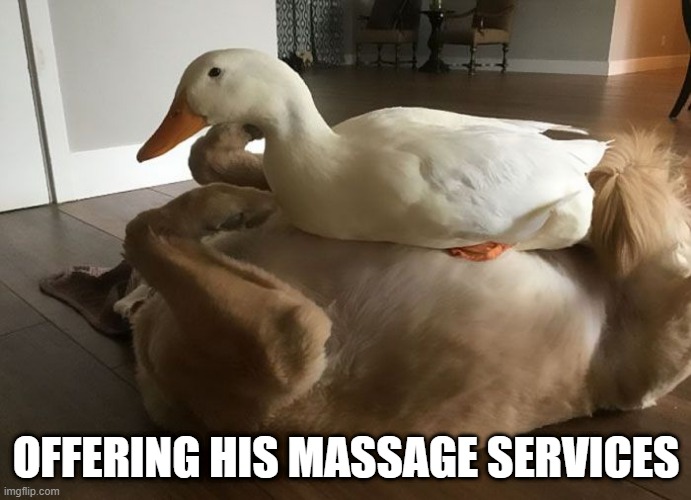 Belly Rub | OFFERING HIS MASSAGE SERVICES | image tagged in ducks | made w/ Imgflip meme maker