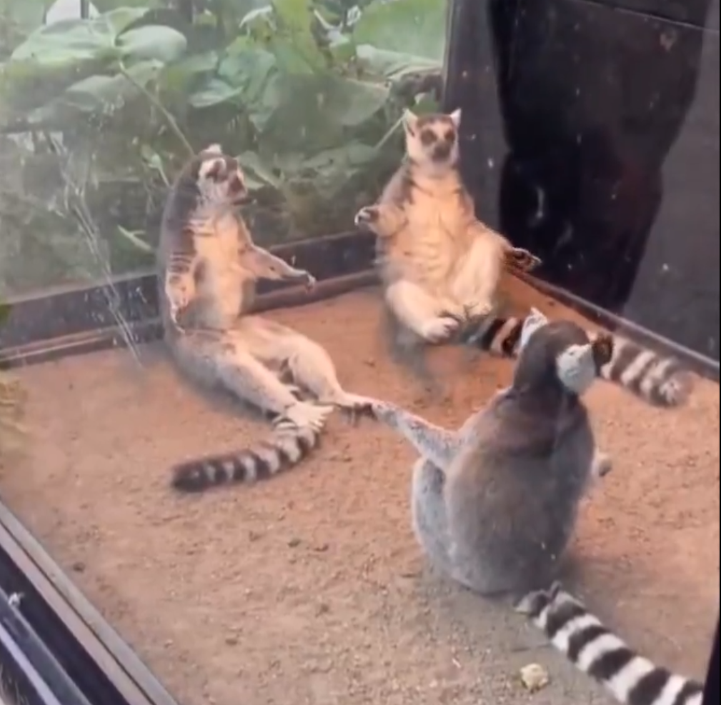 lemurs pointing Blank Meme Template