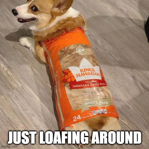 Well Bread Dog | JUST LOAFING AROUND | image tagged in dogs | made w/ Imgflip meme maker
