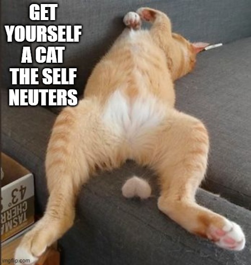 Neuter | GET YOURSELF A CAT THE SELF NEUTERS | image tagged in cats | made w/ Imgflip meme maker