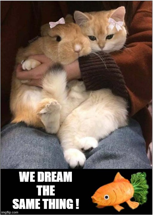 A Happy Couple ! | WE DREAM THE SAME THING ! | image tagged in cats,rabbit,dreams,carrot,goldfish | made w/ Imgflip meme maker