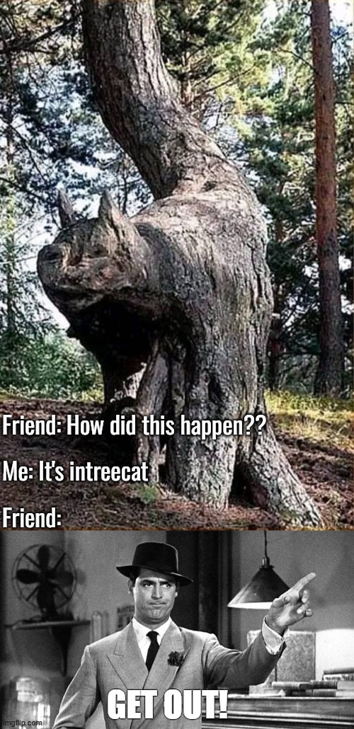 Friend: How did this happen?? Me: It's intreecat; Friend:; GET OUT! | image tagged in funny,bad puns,nature | made w/ Imgflip meme maker