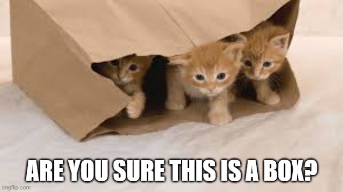 memes by Brad cute kittens in a bag - humor | ARE YOU SURE THIS IS A BOX? | image tagged in cats,funny,cute kittens,kittens,funny cat memes,humor | made w/ Imgflip meme maker