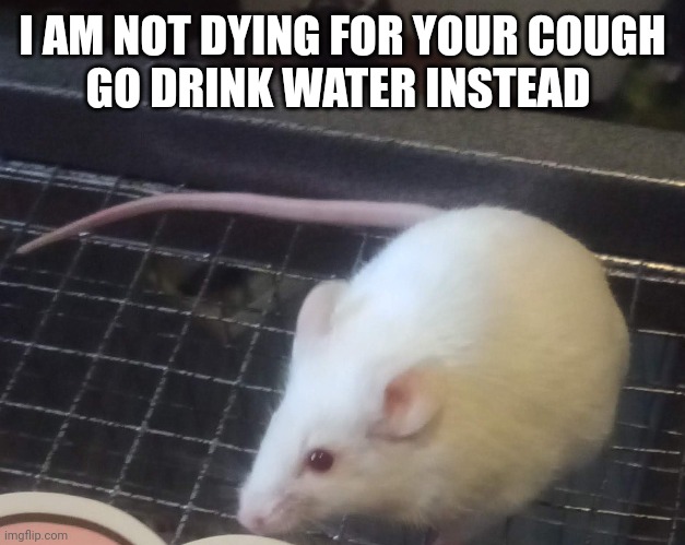 Ex Lab Mouse | I AM NOT DYING FOR YOUR COUGH
GO DRINK WATER INSTEAD | image tagged in mouse,cute | made w/ Imgflip meme maker