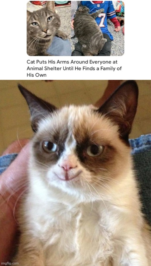 Arms around everyone | image tagged in happy grumpy cat,memes,cats,cat,animal shelter,arms | made w/ Imgflip meme maker