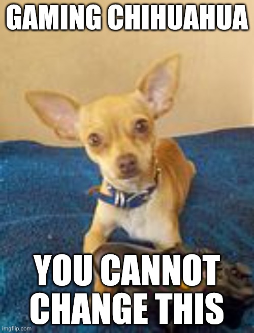 GAMING CHIHUAHUA; YOU CANNOT CHANGE THIS | made w/ Imgflip meme maker