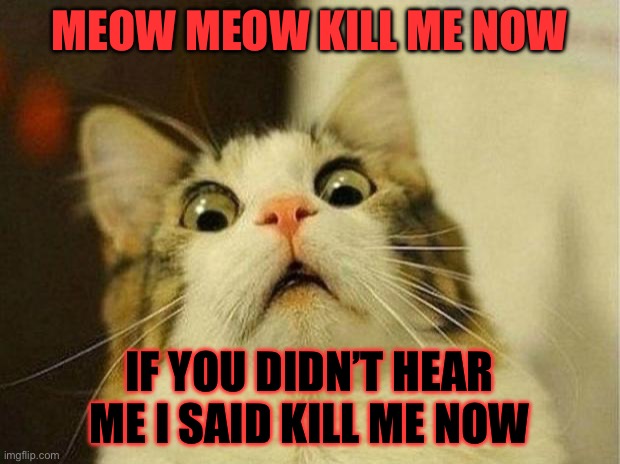 Scared Cat | MEOW MEOW KILL ME NOW; IF YOU DIDN’T HEAR ME I SAID KILL ME NOW | image tagged in memes,scared cat | made w/ Imgflip meme maker