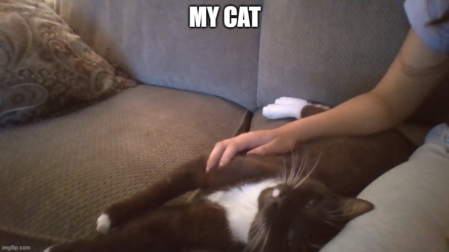 Cat reveal ig | MY CAT | made w/ Imgflip meme maker