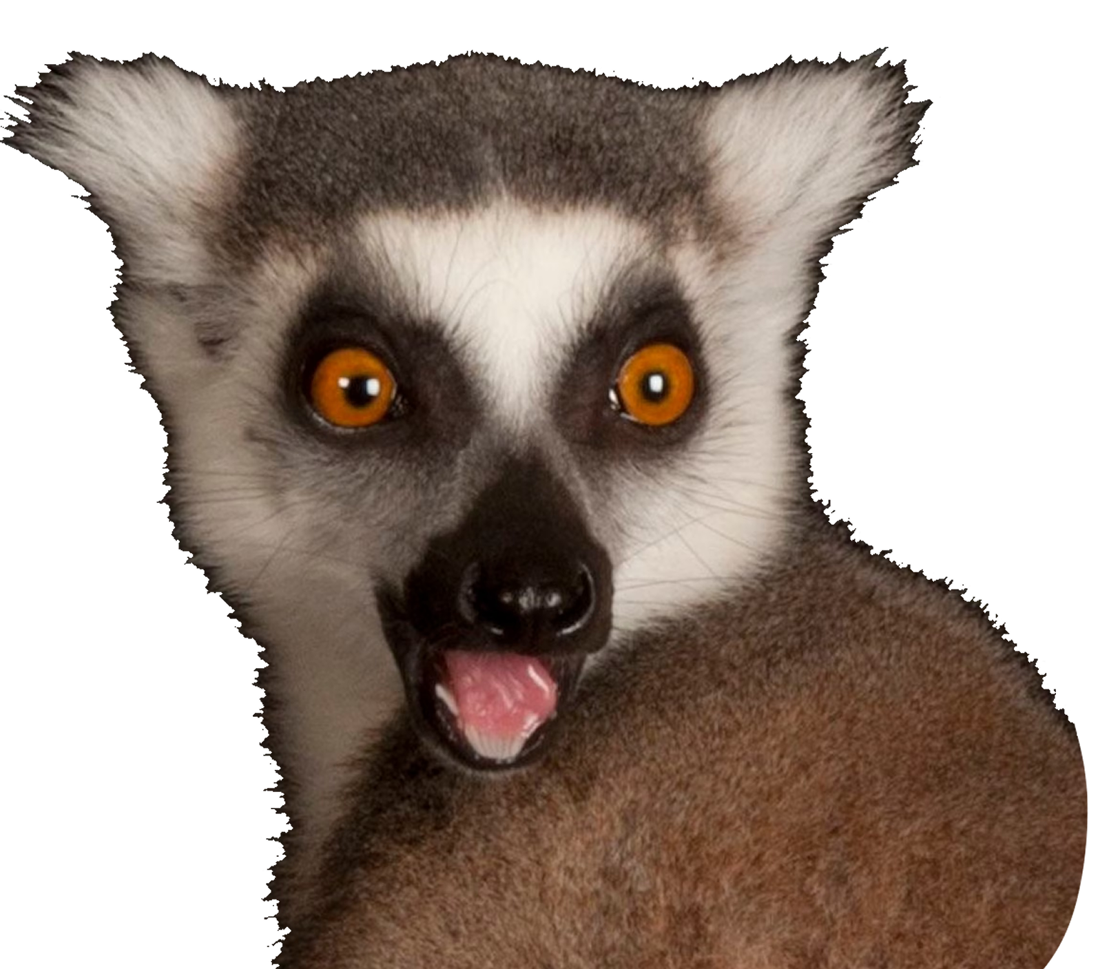 lemur shock Blank Meme Template