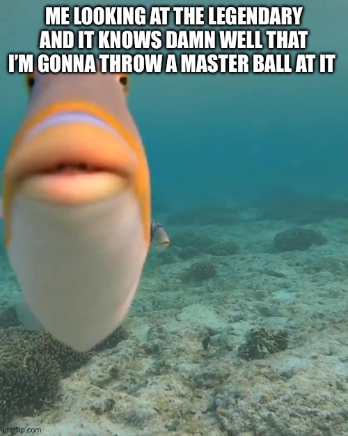 :/ | ME LOOKING AT THE LEGENDARY AND IT KNOWS DAMN WELL THAT I’M GONNA THROW A MASTER BALL AT IT | image tagged in staring fish,oh wow are you actually reading these tags,pokemon,fish | made w/ Imgflip meme maker