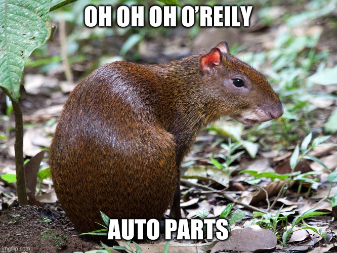 Agouti | OH OH OH O’REILY; AUTO PARTS | image tagged in agouti | made w/ Imgflip meme maker