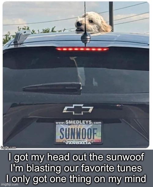 Sunwoof | I got my head out the sunwoof
I'm blasting our favorite tunes
I only got one thing on my mind | image tagged in dog,sunroof | made w/ Imgflip meme maker