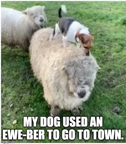 memes by Brad Dog going to town on the back of a sheep | MY DOG USED AN EWE-BER TO GO TO TOWN. | image tagged in fun,funny,dad joke dog,dog,funny dog memes,humor | made w/ Imgflip meme maker