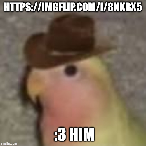 https://imgflip.com/i/8nkbx5 | HTTPS://IMGFLIP.COM/I/8NKBX5; :3 HIM | image tagged in gonb | made w/ Imgflip meme maker