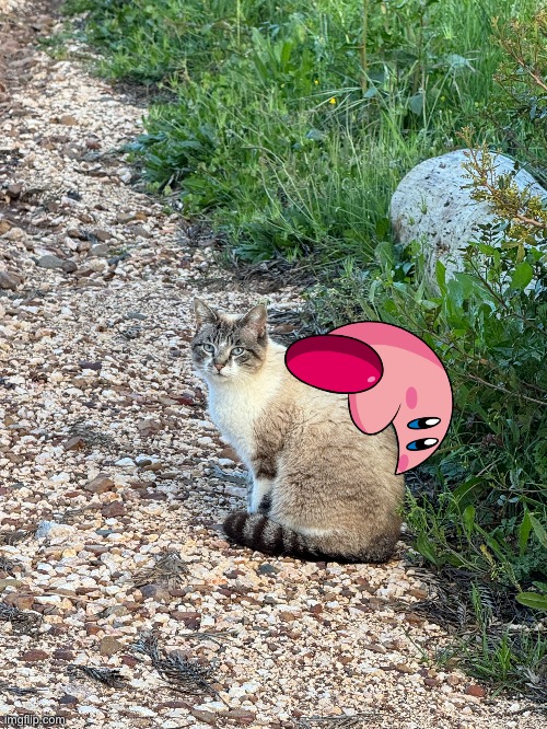 Kirby will now eat the cat | image tagged in cats,kirby,oh wow are you actually reading these tags | made w/ Imgflip meme maker