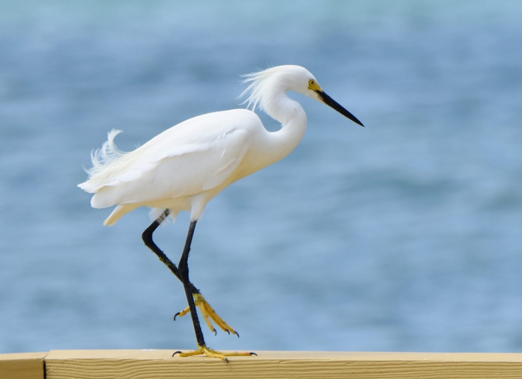 Just another egret Blank Meme Template