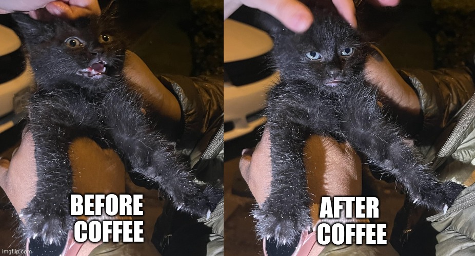 Coffee is Key | AFTER 
COFFEE; BEFORE 
COFFEE | image tagged in before i,after i,coffee,cat,cats,funny cats | made w/ Imgflip meme maker