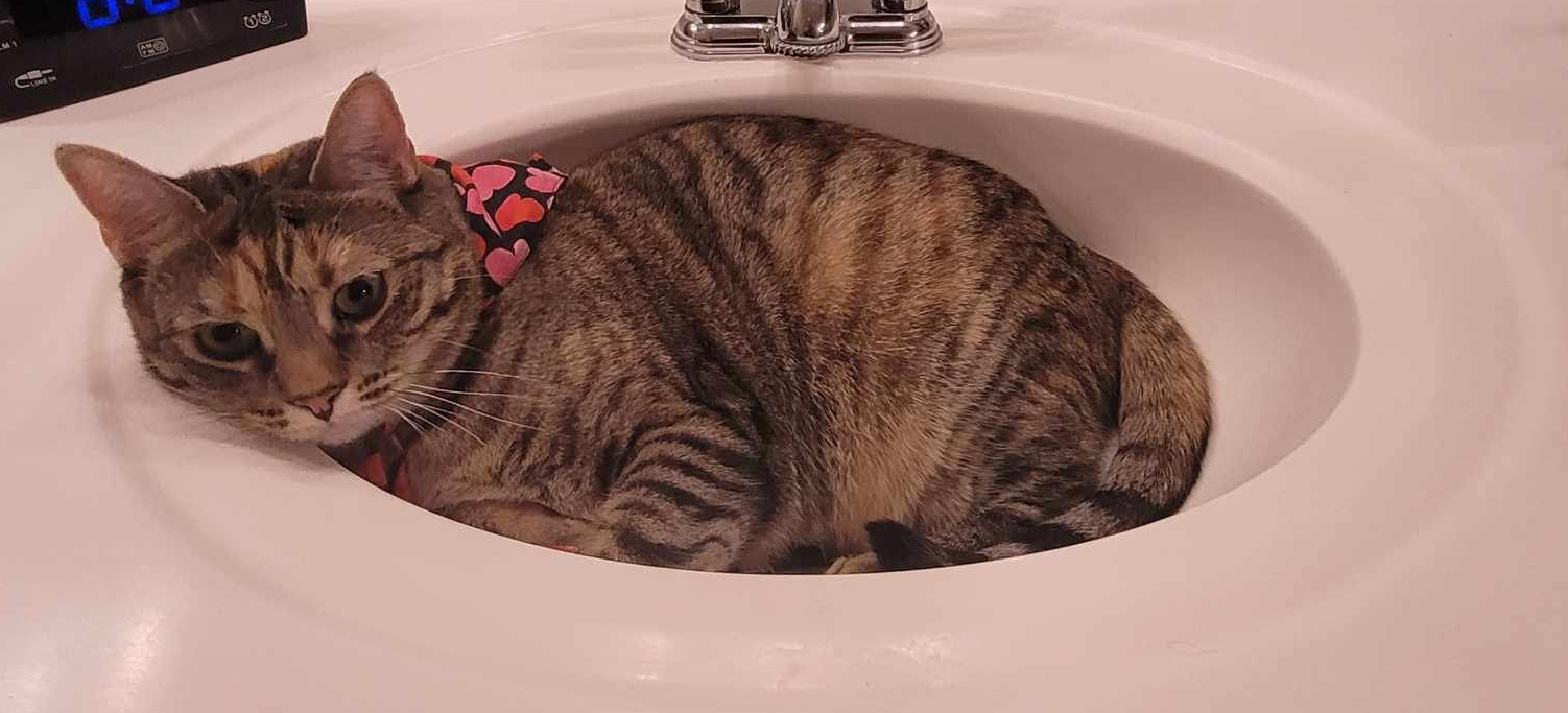 sinkcat Blank Meme Template